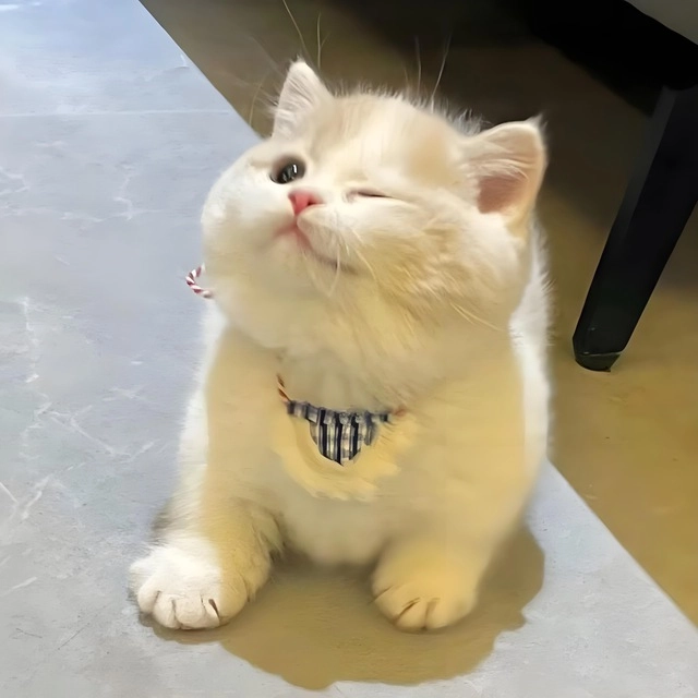 分享喵的头像-极盘社区