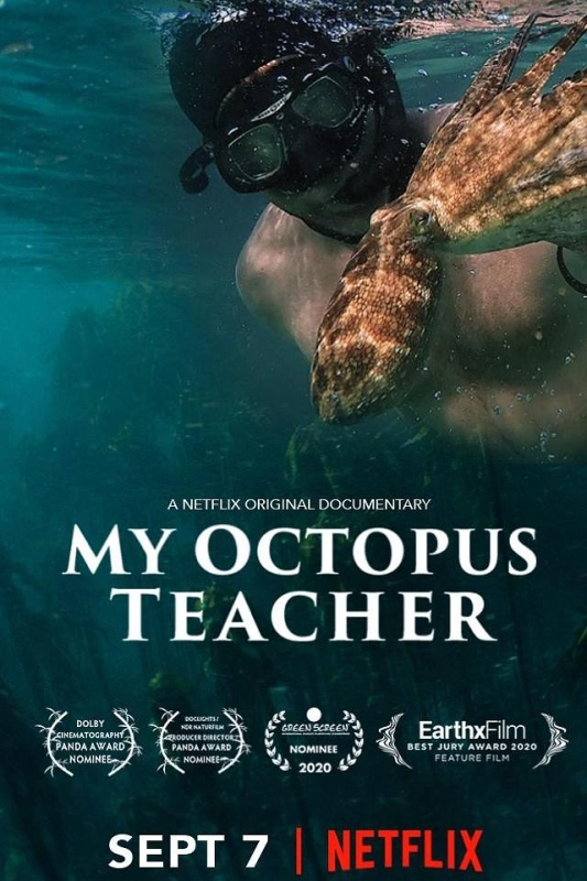 我的章鱼老师 My Octopus Teacher
